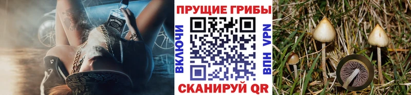 мега вход  Сурск  Галлюциногенные грибы Psilocybine cubensis  купить наркоту 